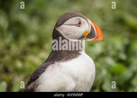 Puffin, Fratercula arctica, Portraitfotos, bis auf das Gras auf den Inneren Farne in Northumberland in England schließen Stockfoto