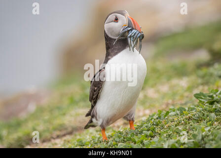 Puffin, Fratercula arctica, ein mit einem Schnabel voller Sandaale, bis auf die Farne Islands in Nortumberland England schließen Stockfoto