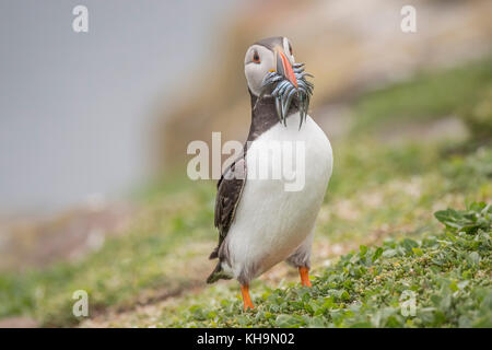 Puffin, Fratercula arctica, ein mit einem Schnabel voller Sandaale, bis auf die Farne Islands in Nortumberland England schließen Stockfoto