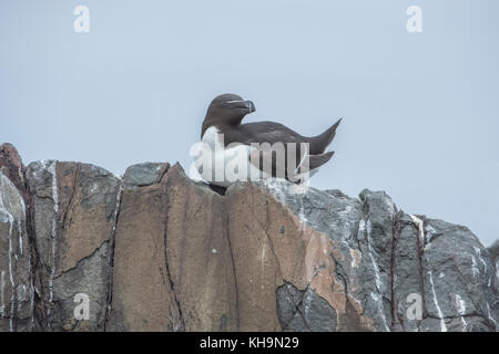 Tordalk, Alca torda, sitzt auf der Kante einer Klippe. Stockfoto