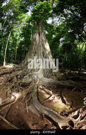 Stützpfeiler Wurzeln der riesige Würgefeige Baum, Ficus sp., Christmas Island, Australien Stockfoto