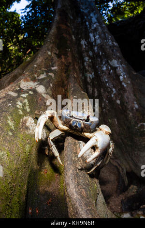 Christmas Island Blue Crab, Discoplax Celeste, Christmas Island, Australien Stockfoto