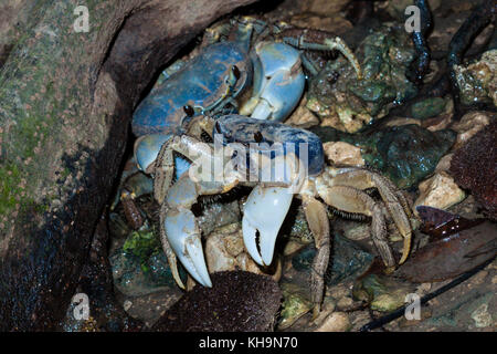 Christmas Island Blue Crab, Discoplax Celeste, Christmas Island, Australien Stockfoto