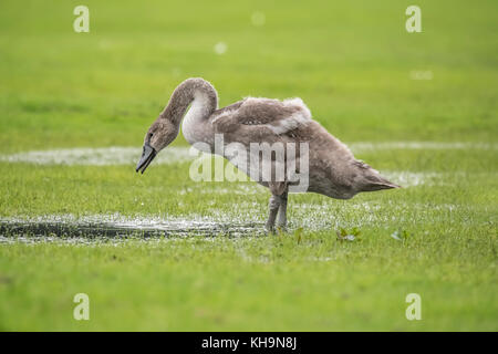 Höckerschwan Jugendliche trinken aus einer Pfütze von Wasser in einem Feld Stockfoto