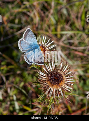 Chalkhill Blue nectaring auf Silberdistel. Denbies Hang, ranmore Gemeinsame, Surrey, Großbritannien. Stockfoto