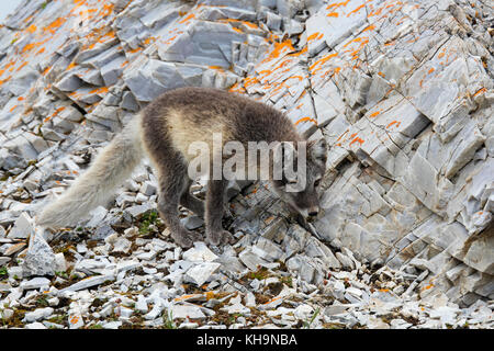 Arctic fox/weiß Fox/polar Fox/Schnee Fuchs (Vulpes lagopus/alopex lagopus) juvenile Nahrungssuche in felsigem Gelände in der Tundra im Sommer Stockfoto
