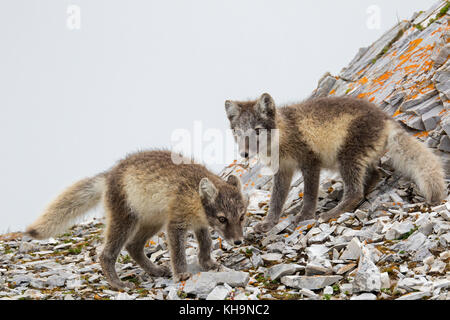 Zwei Jungen Polarfüchsen/weiß Fox/polar Fox/Schnee Fuchs (Vulpes lagopus/alopex lagopus) Nahrungssuche in felsigem Gelände in der Tundra im Sommer Stockfoto