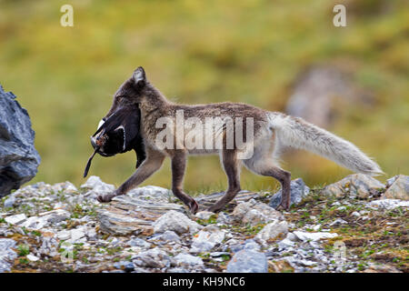Arctic fox/weiß Fox/polar Fox/Schnee Fuchs (Vulpes lagopus/alopex lagopus) läuft mit seabird im Mund gefangen in der Tundra im Sommer Stockfoto