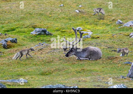 Drei neugierige Jungen Polarfüchsen/weiß Fox/polar Fox/Schnee Fuchs (Vulpes lagopus/alopex lagopus) Sitzung Rentiere in der Tundra im Sommer Stockfoto