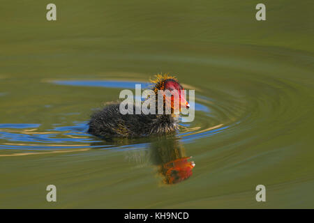 Eurasischen Blässhuhn (Fulica atra) einsame Küken Schwimmen im See im Frühjahr Stockfoto