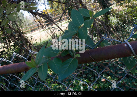 Rostiger zaun Efeu Stockfoto