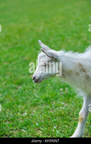 Ein weißes Baby Ziege gegen Gras Stockfoto