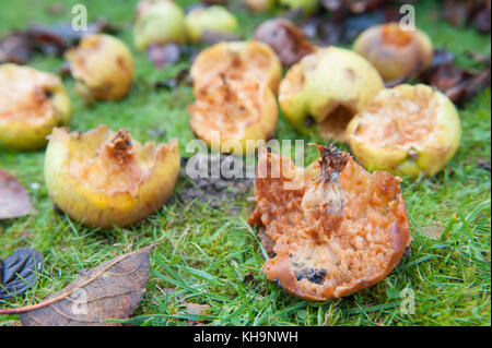 Bramley kochen Äpfel windswept und knabberte an der Orchard Boden gefallen als Quelle der Nahrung durch Vögel bei der Nahrungssuche sind sparce Stockfoto