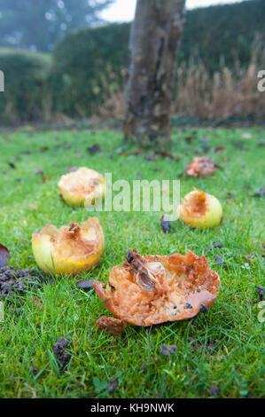 Bramley kochen Äpfel windswept und knabberte an der Orchard Boden gefallen als Quelle der Nahrung durch Vögel bei der Nahrungssuche sind sparce Stockfoto