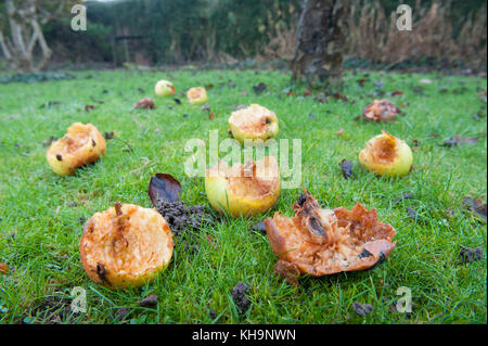 Bramley kochen Äpfel windswept und knabberte an der Orchard Boden gefallen als Quelle der Nahrung durch Vögel bei der Nahrungssuche sind sparce Stockfoto