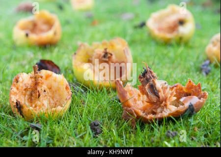Bramley kochen Äpfel windswept und knabberte an der Orchard Boden gefallen als Quelle der Nahrung durch Vögel bei der Nahrungssuche sind sparce Stockfoto