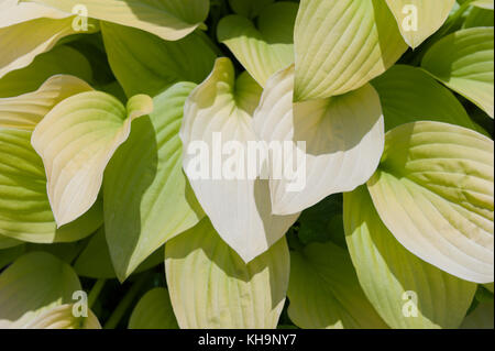 Verschwenderische zarte grüne Blätter von Schatten liebende Hosta plantaginea mit Eiförmig Blatt Stockfoto