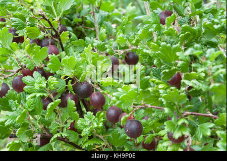 Extrem reif saftig saftig roten Stachelbeeren goosegogs Hinno Rote Früchte von Gran zur Ernte bereit vergessen und Essen aka Hinnomaki Rot Stockfoto