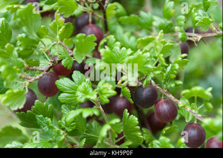 Extrem reif saftig saftig roten Stachelbeeren goosegogs Hinno Rote Früchte von Gran zur Ernte bereit vergessen und Essen aka Hinnomaki Rot Stockfoto