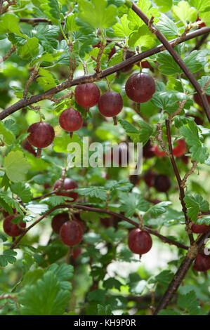 Extrem reif saftig saftig roten Stachelbeeren goosegogs Hinno Rote Früchte von Gran zur Ernte bereit vergessen und Essen aka Hinnomaki Rot Stockfoto