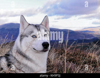 Siberian Husky Hündin blaue Augen portrait Stockfoto