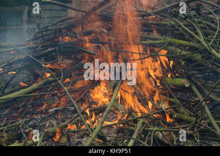 Riesige Haufen von Sycamore Zweige Zweige ab Fang steigen Sie im Hinterhof Garten gefangen Co2 wieder in die Atmosphäre zu brennen. Stockfoto