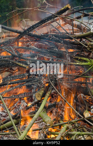 Riesige Haufen von Sycamore Zweige Zweige ab Fang steigen Sie im Hinterhof Garten gefangen Co2 wieder in die Atmosphäre zu brennen. Stockfoto