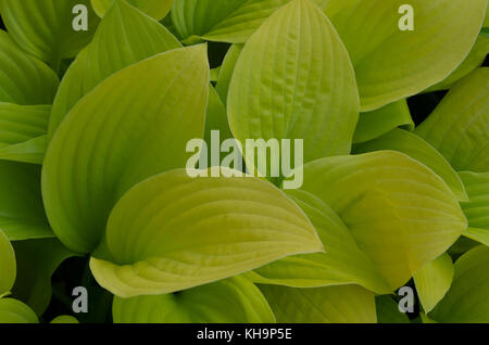 Verschwenderische zarte grüne Blätter von Schatten liebende Hosta plantaginea mit Eiförmig Blatt Stockfoto