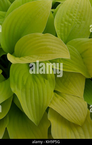 Verschwenderische zarte grüne Blätter von Schatten liebende Hosta plantaginea mit Eiförmig Blatt Stockfoto