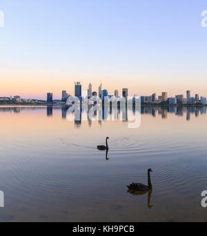 Zwei schwarze Schwäne auf dem Swan River bei Sonnenaufgang. Stockfoto