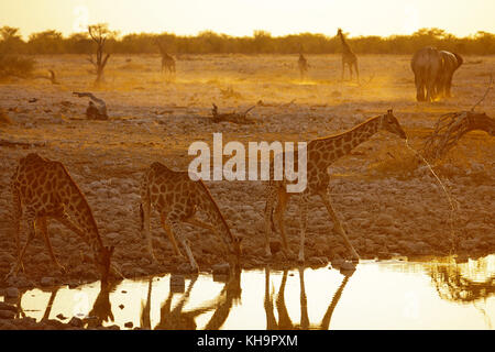 Giraffen trinken bei Okaukuejo Wasserloch bei Sonnenuntergang, Etosha National Park, Namibia Stockfoto