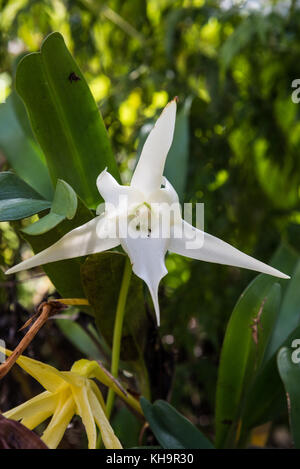 Weiße Blume von Darwin's Orchid (Angraecum sesquipedale). Madagaskar, Afrika. Stockfoto