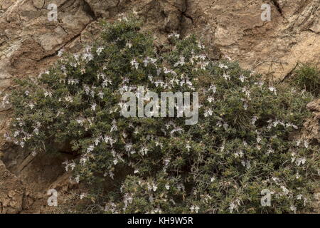 Die Strauchigen germander, Teucrium brevifolium, in phrygana, Peloponnes, Griechenland. Stockfoto