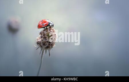 Lady bug allein Stockfoto