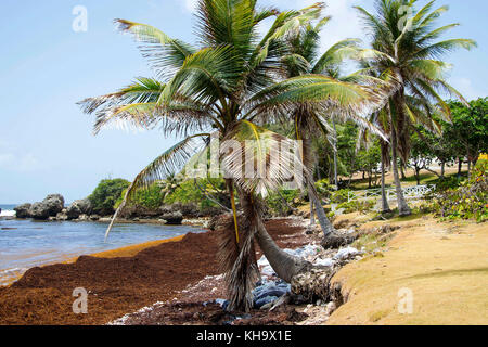 Strand; Batseba Batseba; st. Joseph; Barbados Stockfoto