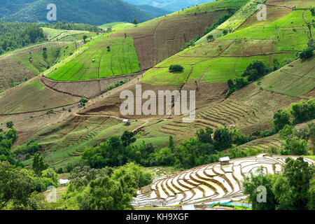 Terraced Rice Fields in Thailand Stockfoto