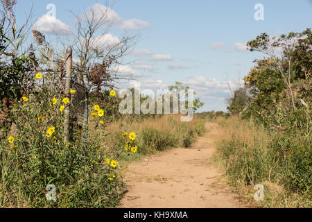 Land Strand Straße Strand mit wilden Blumen. Stockfoto