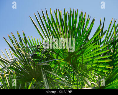 Treetop eines Lüfters Palmen (trachycarpus Undulata) vor blauem Himmel am Kalterer See in Südtirol. Stockfoto