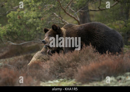 Eurasische Braunbären / Europäische Braunbären ( Ursus arctos ) Kämpfen, kämpfen, kämpfen, im Kampf, im Gebüsch einer Lichtung in einem Wald, Europa. Stockfoto