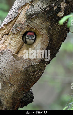 Größere / Buntspecht / buntspecht (Dendrocopos major), juvenile, Küken, die aus dem Nest hole, Europa. Stockfoto