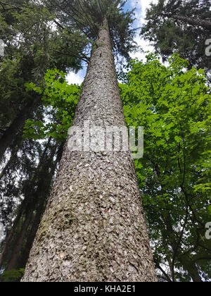 Fichtenwald, Fichte, Picea abies; Stockfoto