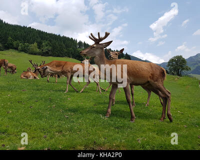 Rothrsch, Cervus elaphus, Rotwild Stockfoto