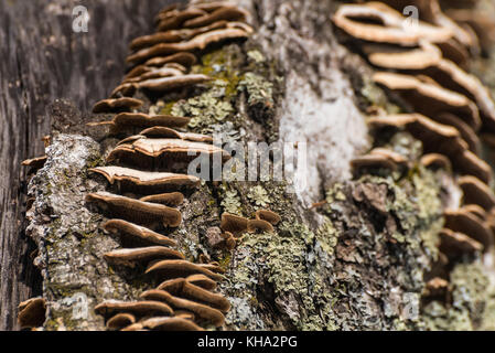 Chaga Pilze wachsen auf einem Baumstamm Stockfoto