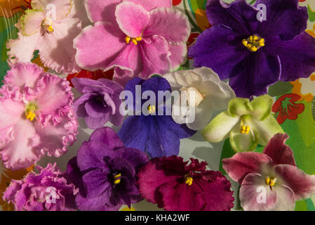 Helle spring floral background von bunten Blumen Veilchen Stockfoto