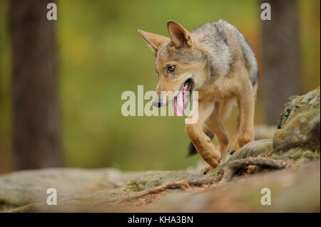 Wolf mit Zunge eingerissen Stockfoto