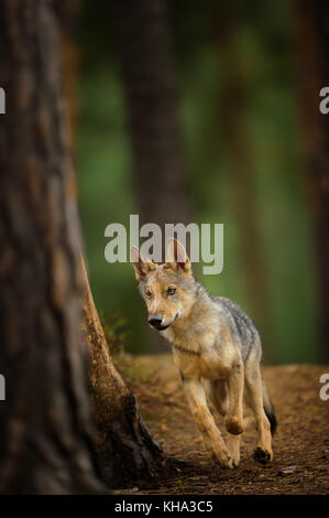 Running Wolf im dunklen Wald Stockfoto