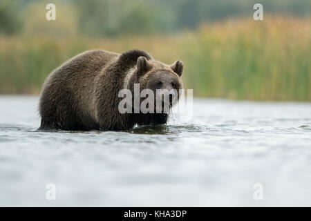 /Braunbaer Braunbär (Ursus arctos), jungen Jugendlichen, im flachen Wasser stehen, gehen durch das Wasser, vor einem Schilfgürtel, Europa. Stockfoto