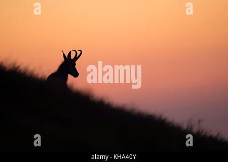 Gämse ( Rupicapra rupicapra ) liegend, ruhend im Gras einer Almwiese, silhouettiert gegen lila farbigen Abendhimmel, Europa. Stockfoto