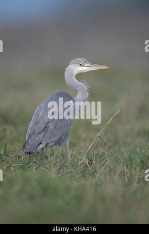 Graureiher/Graureiher (Ardea cinerea), stehen im hohen Gras einer Wiese und beobachtete, um aufmerksam, weiches Licht, schöne Rückseite Ansicht, Europa. Stockfoto