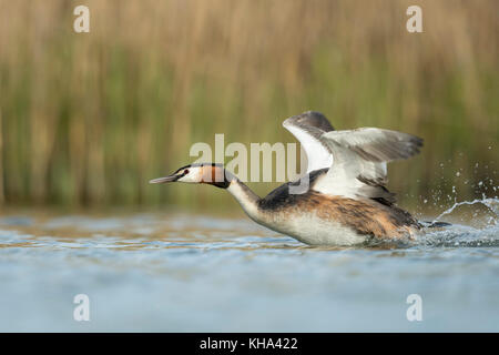 Haubentaucher/Haubentaucher (Podiceps cristatus) in Eile, seine Flügel, wobei von einer Wasserfläche, auf der Jagd nach einem Rivalen, Europa Stockfoto